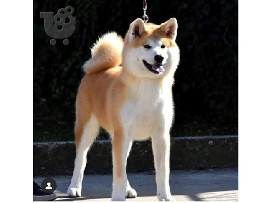 PoulaTo: Akita Inu, θηλυκό σκυλί Aiko ως δώρο